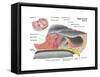 Anatomy of the Organ of Corti, Part of the Cochlea of the Inner Ear-null-Framed Stretched Canvas