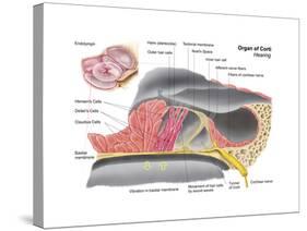 Anatomy of the Organ of Corti, Part of the Cochlea of the Inner Ear-null-Stretched Canvas