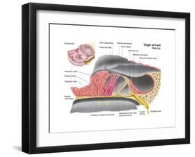 Anatomy of the Organ of Corti, Part of the Cochlea of the Inner Ear-null-Framed Art Print