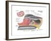 Anatomy of the Organ of Corti, Part of the Cochlea of the Inner Ear-null-Framed Art Print
