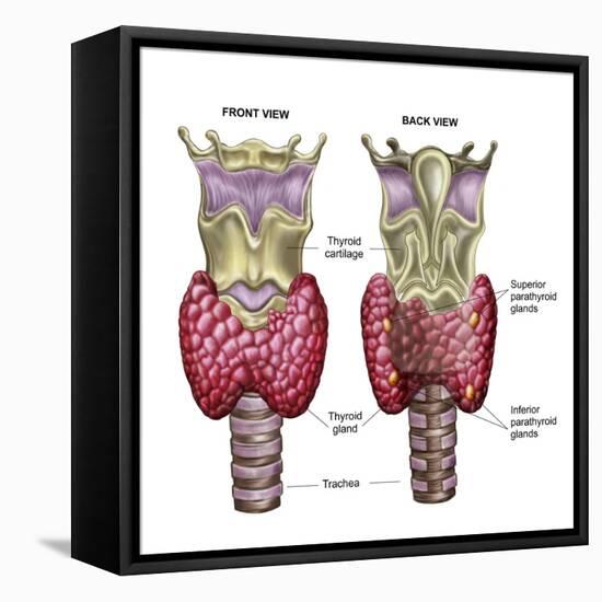Anatomy of Thyroid Gland with Larynx & Cartilage-Stocktrek Images-Framed Stretched Canvas