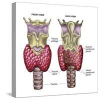 Anatomy of Thyroid Gland with Larynx & Cartilage-Stocktrek Images-Stretched Canvas