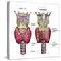 Anatomy of Thyroid Gland with Larynx & Cartilage-Stocktrek Images-Stretched Canvas