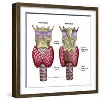 Anatomy of Thyroid Gland with Larynx & Cartilage-Stocktrek Images-Framed Photographic Print