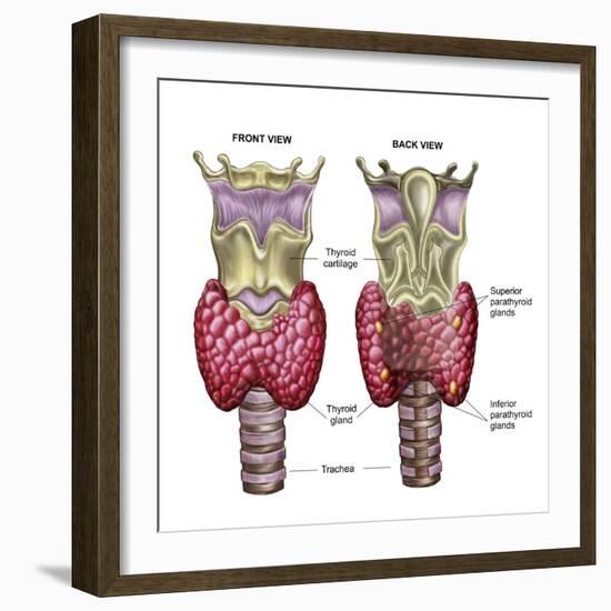 Anatomy of Thyroid Gland with Larynx & Cartilage-Stocktrek Images-Framed Photographic Print