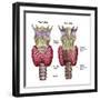 Anatomy of Thyroid Gland with Larynx & Cartilage-Stocktrek Images-Framed Photographic Print