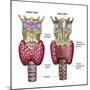 Anatomy of Thyroid Gland with Larynx & Cartilage-Stocktrek Images-Mounted Photographic Print