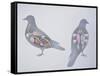 Anatomy of Two Pigeons-null-Framed Stretched Canvas