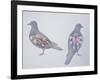 Anatomy of Two Pigeons-null-Framed Giclee Print