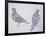 Anatomy of Two Pigeons-null-Framed Giclee Print