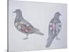 Anatomy of Two Pigeons-null-Stretched Canvas