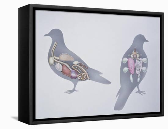 Anatomy of Two Pigeons-null-Framed Stretched Canvas