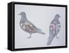 Anatomy of Two Pigeons-null-Framed Stretched Canvas