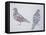 Anatomy of Two Pigeons-null-Framed Stretched Canvas