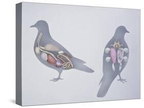Anatomy of Two Pigeons-null-Stretched Canvas