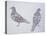 Anatomy of Two Pigeons-null-Stretched Canvas