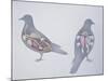 Anatomy of Two Pigeons-null-Mounted Giclee Print