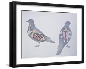 Anatomy of Two Pigeons-null-Framed Giclee Print