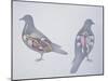 Anatomy of Two Pigeons-null-Mounted Giclee Print