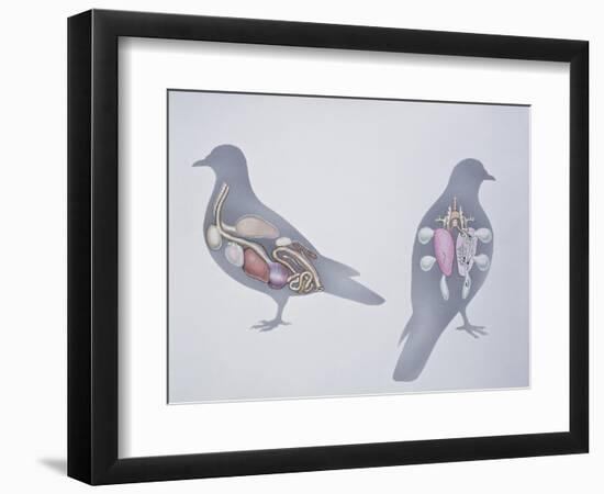 Anatomy of Two Pigeons-null-Framed Premium Giclee Print