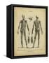 Anatomy Study II-Jack Wilkes-Framed Stretched Canvas