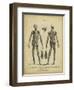 Anatomy Study II-Jack Wilkes-Framed Premium Giclee Print