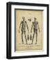 Anatomy Study II-Jack Wilkes-Framed Premium Giclee Print