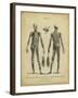 Anatomy Study II-Jack Wilkes-Framed Art Print