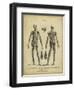 Anatomy Study II-Jack Wilkes-Framed Art Print