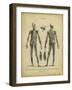 Anatomy Study II-Jack Wilkes-Framed Art Print