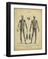 Anatomy Study II-Jack Wilkes-Framed Art Print