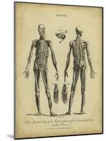 Anatomy Study II-Jack Wilkes-Mounted Art Print