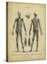 Anatomy Study II-Jack Wilkes-Stretched Canvas