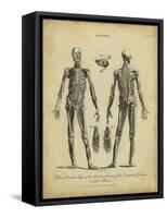 Anatomy Study II-Jack Wilkes-Framed Stretched Canvas