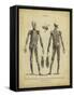 Anatomy Study II-Jack Wilkes-Framed Stretched Canvas