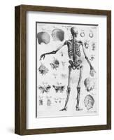 Anatomy:The Human Skeleton Frame-Bettmann-Framed Premium Giclee Print