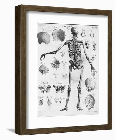 Anatomy:The Human Skeleton Frame-Bettmann-Framed Premium Giclee Print