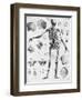 Anatomy:The Human Skeleton Frame-Bettmann-Framed Premium Giclee Print