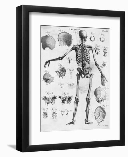 Anatomy:The Human Skeleton Frame-Bettmann-Framed Premium Giclee Print