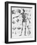 Anatomy:The Human Skeleton Frame-Bettmann-Framed Premium Giclee Print