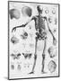 Anatomy:The Human Skeleton Frame-Bettmann-Mounted Premium Giclee Print