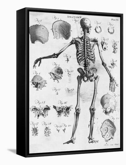 Anatomy:The Human Skeleton Frame-Bettmann-Framed Stretched Canvas