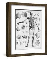 Anatomy:The Human Skeleton Frame-Bettmann-Framed Giclee Print