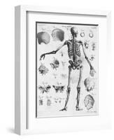 Anatomy:The Human Skeleton Frame-Bettmann-Framed Giclee Print