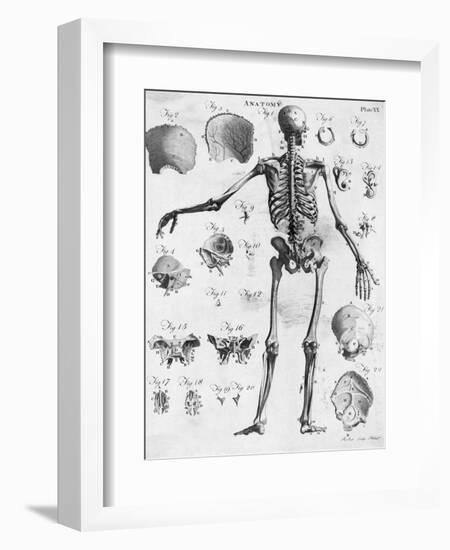 Anatomy:The Human Skeleton Frame-Bettmann-Framed Giclee Print