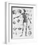 Anatomy:The Human Skeleton Frame-Bettmann-Framed Giclee Print