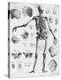 Anatomy:The Human Skeleton Frame-Bettmann-Stretched Canvas