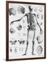 Anatomy:The Human Skeleton Frame-Bettmann-Framed Giclee Print