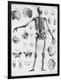 Anatomy:The Human Skeleton Frame-Bettmann-Framed Giclee Print