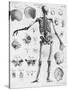 Anatomy:The Human Skeleton Frame-Bettmann-Stretched Canvas